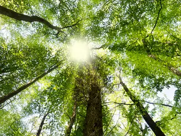 Sonnenlicht im Wald